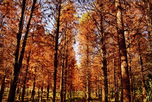 校园旁的小树林作文