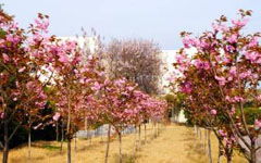 校园一景片段作文200字左右,校园一景片段作文300字,描写校园春景的片段作文