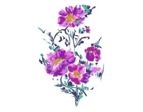 牡丹花,作文,校园里