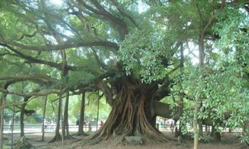 校园的大榕树春夏秋冬作文