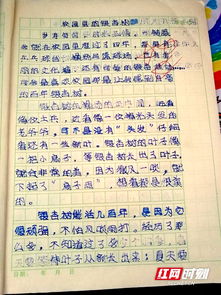 校园该是什么样的作文400字