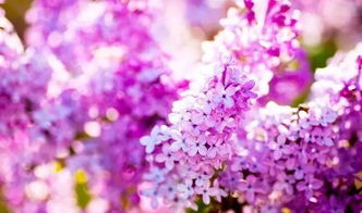 校园的紫丁香作文怎么写