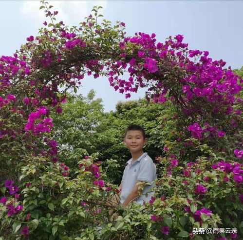 开满丁香花的校园作文750字六级