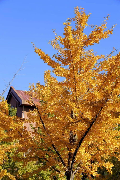 作文校园秋意正浓