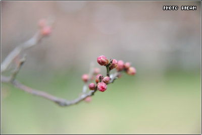 鲜花盛开的校园作文450字手捧鲜花的张明