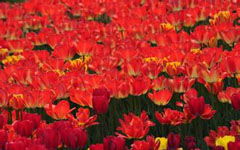 校园里的植物园作文400字,校园的植物园作文300字,校园植物园作文600字