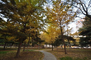 银杏树,作文,校园里