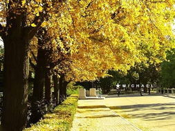 校园里的银杏树作文300字三年级,校园里的银杏树作文600字,校园里的银杏树作文400字