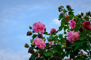 校园的芙蓉花作文