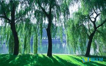 我的校园里有一棵柳树作文