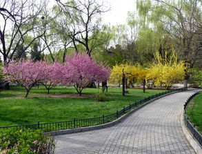 风景画,作文,校园