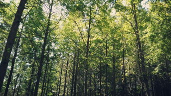 描写校园小树林的一四季作文
