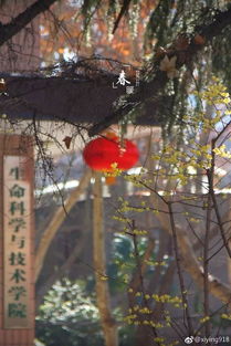 作文,的花,春天,校园