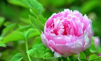 美丽的牡丹花作文400字,我家的牡丹花作文400字,描写牡丹花的作文400字