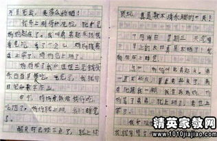 关于校园观察日记50字作文