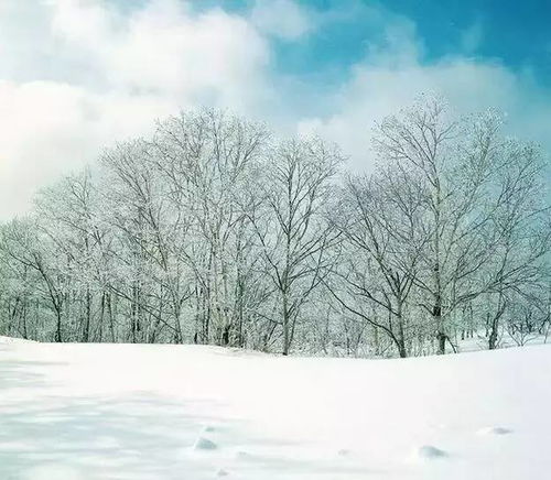 校园雪景作文开头结尾