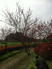 校园风景画作文50字,校园风景画作文600字,描写风景画的作文