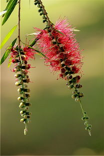 作文,鞭炮,校园里