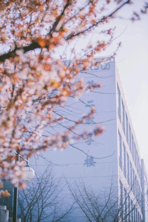 秋天的校园多像一幅画作文桂花