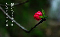 春景,作文,片段,校园