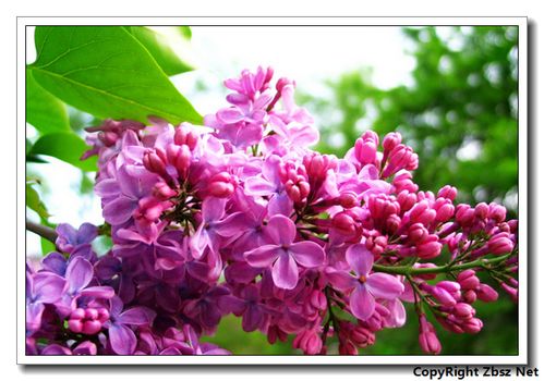 作文,六级,丁香花,开满