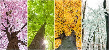 作文,植物园,春夏秋冬,校园