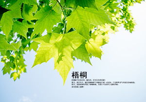 发生在校园里难忘的作文600字作文