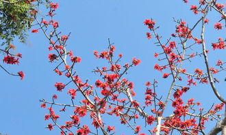 校园里的木棉树作文当你