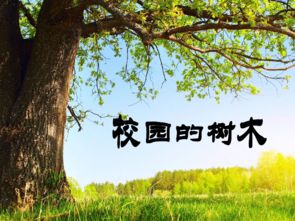 小学生校园树木认养作文