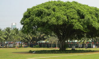 描写校园里的大榕树作文