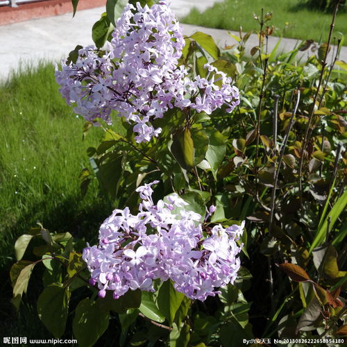 作文,六级,丁香花,校园