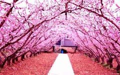 校园赏花的作文350字,公园赏花作文,赏花灯作文