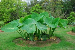 校园的植物园400字作文400字