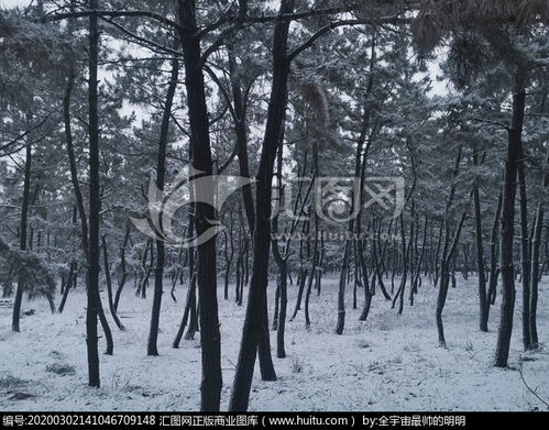 校园雪景运用视听触作文