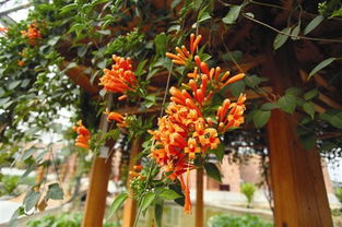 校园里的鞭炮花作文,描写鞭炮花的作文,鞭炮花作文三年级