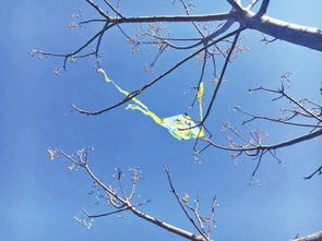 春姑娘悄悄地来到了我们的校园作文二级