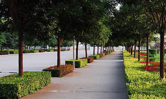 中学秋天校园花圃作文