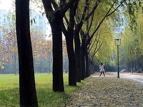 校园的早晨作文小鸟