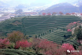 校园里鞭炮花作文