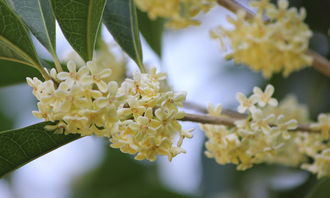 校园里的桂花树作文三级作文