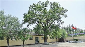 作文,一棵,校园,老槐树