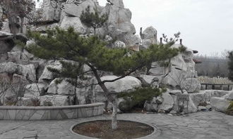 校园里的松树作文200字,校园里的松树作文400字,校园里的松树作文500字