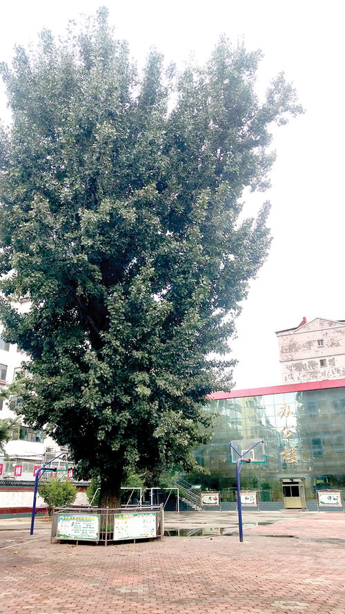 作文校园里的大杨树