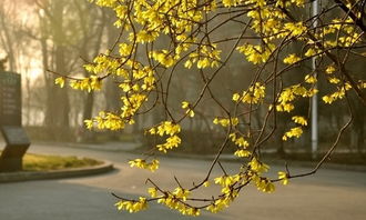 春天到校园作文300字