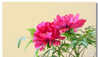 校园里的牡丹花作文400字