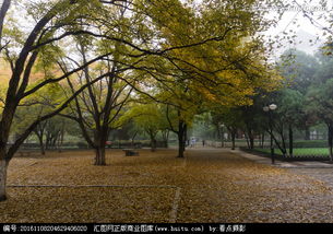 校园里的秋景600字作文初一