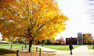 秋天校园的树作文