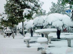 冬天校园的雪景色作文