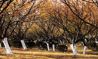 校园里的樟树作文三级秋天
