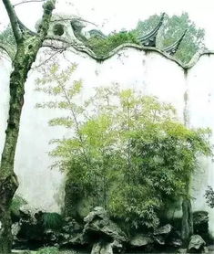 校园的一角爬山虎春夏秋冬作文